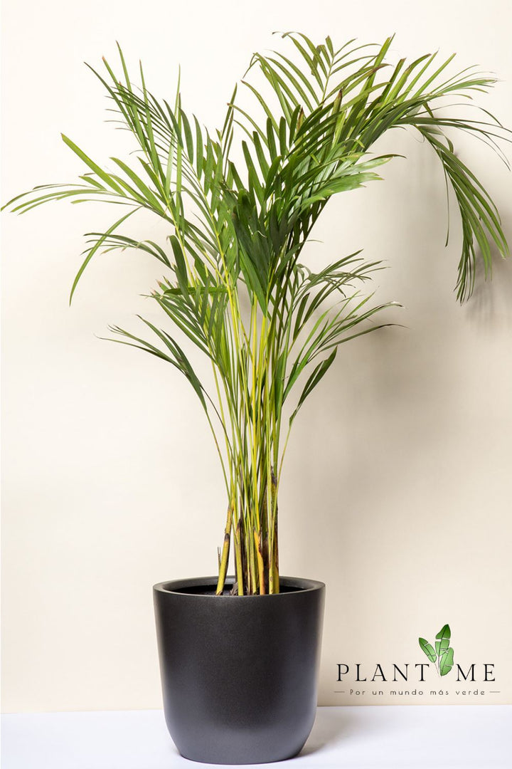 Andrea (Palmera Areca) - PlantMe Chile