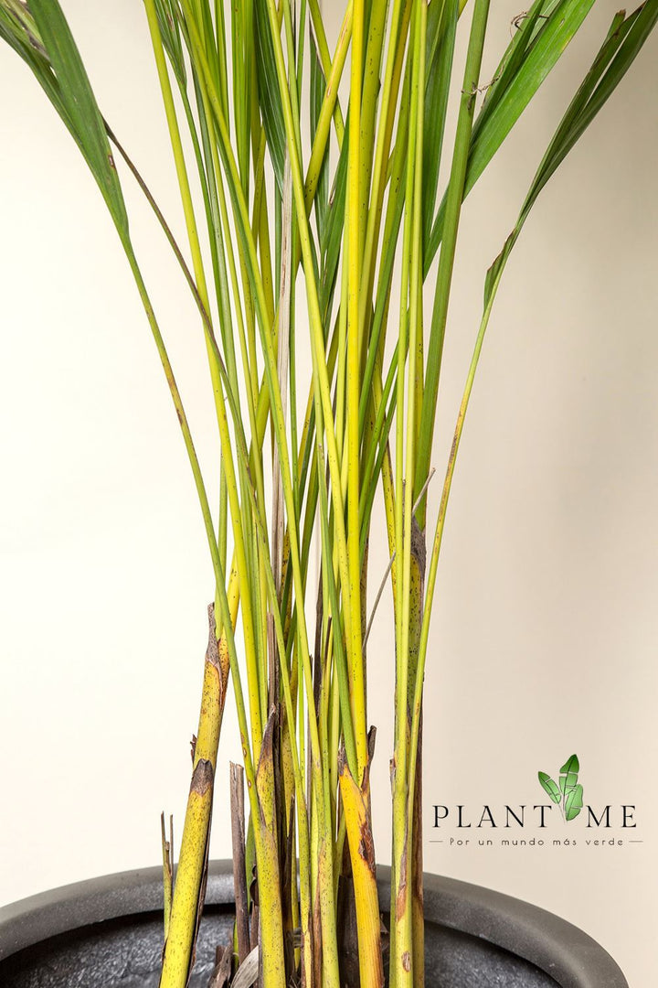 Andrea (Palmera Areca) - PlantMe Chile