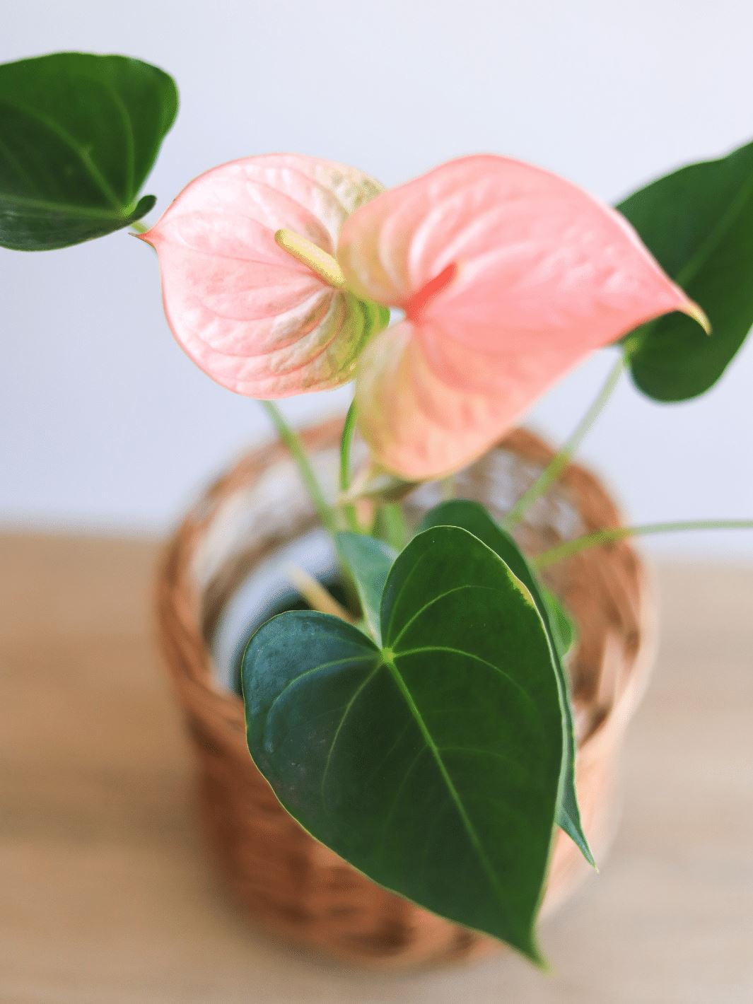 Antonella (Anthurium Rosado) PlantMe Chile 