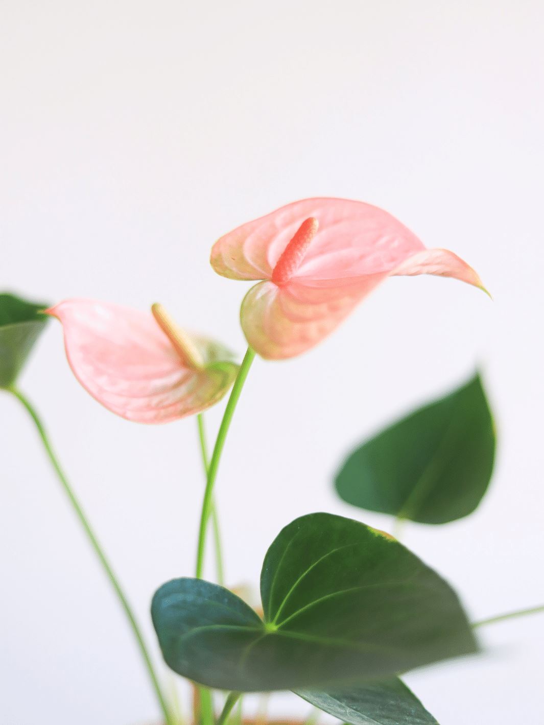 Antonella (Anthurium Rosado) PlantMe Chile 