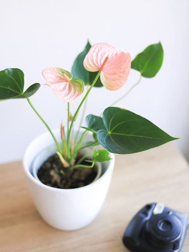 Antonella (Anthurium Rosado) PlantMe Chile 