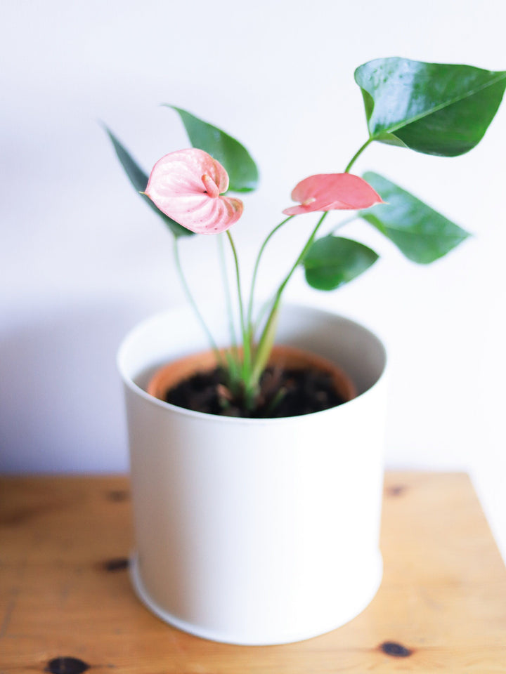 Antonella (Anthurium Rosado) PlantMe Chile Metal M Blanco 