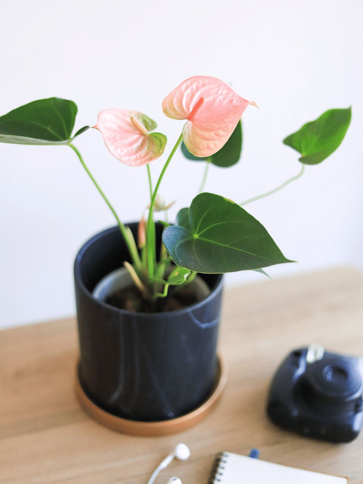 Antonella (Anthurium Rosado) PlantMe Chile Nórdico Negro 