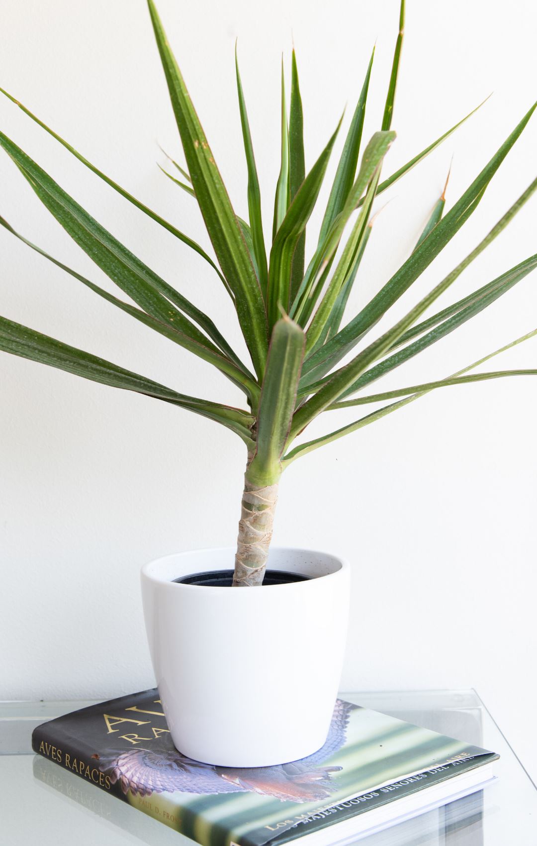 Baby Margaret (Dracena Marginata) - PlantMe Chile