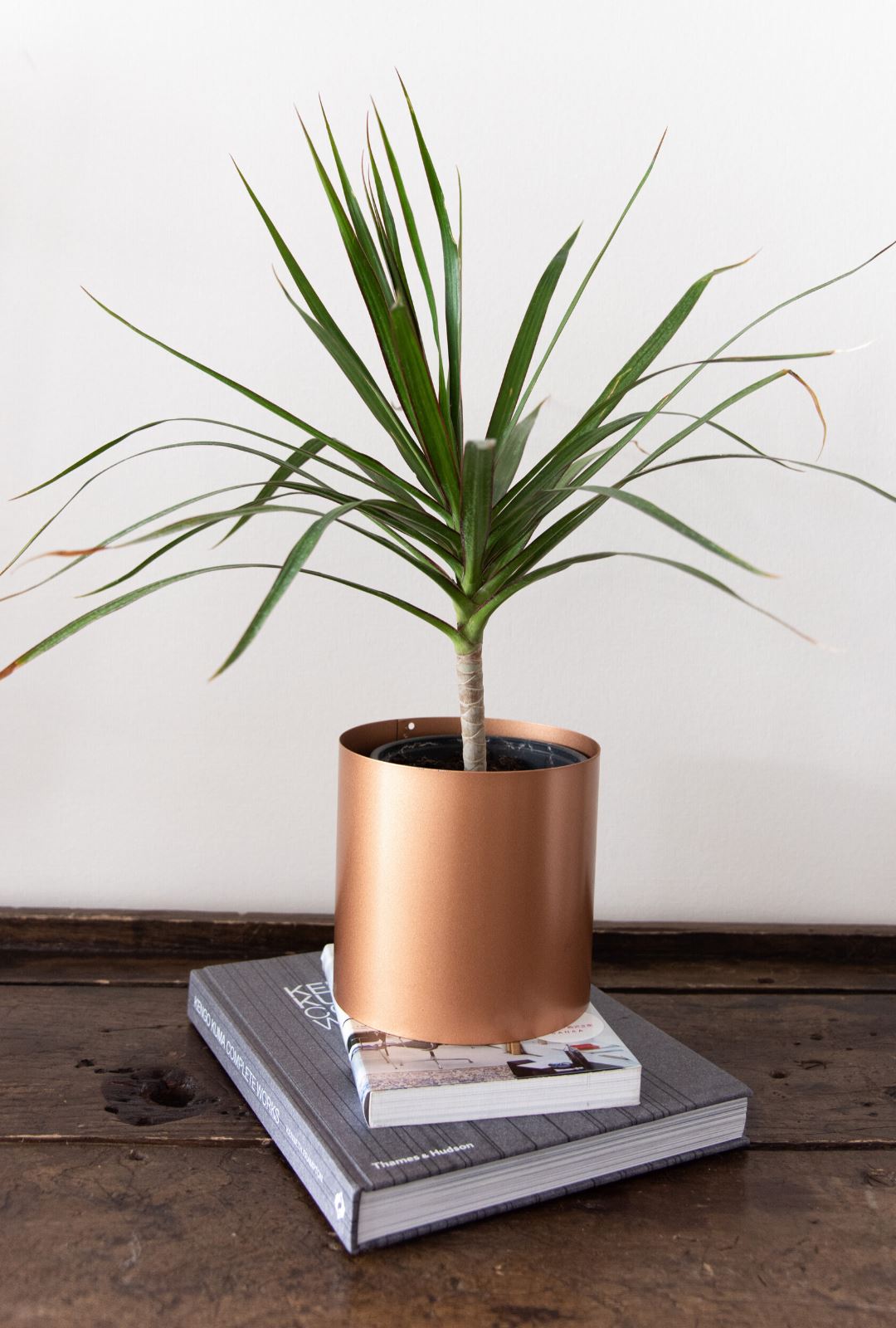 Baby Margaret (Dracena Marginata) - PlantMe Chile