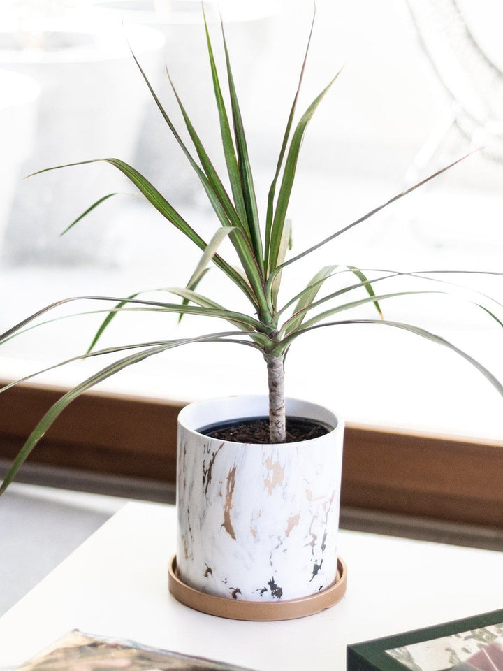 Baby Margaret (Dracena Marginata) - PlantMe Chile