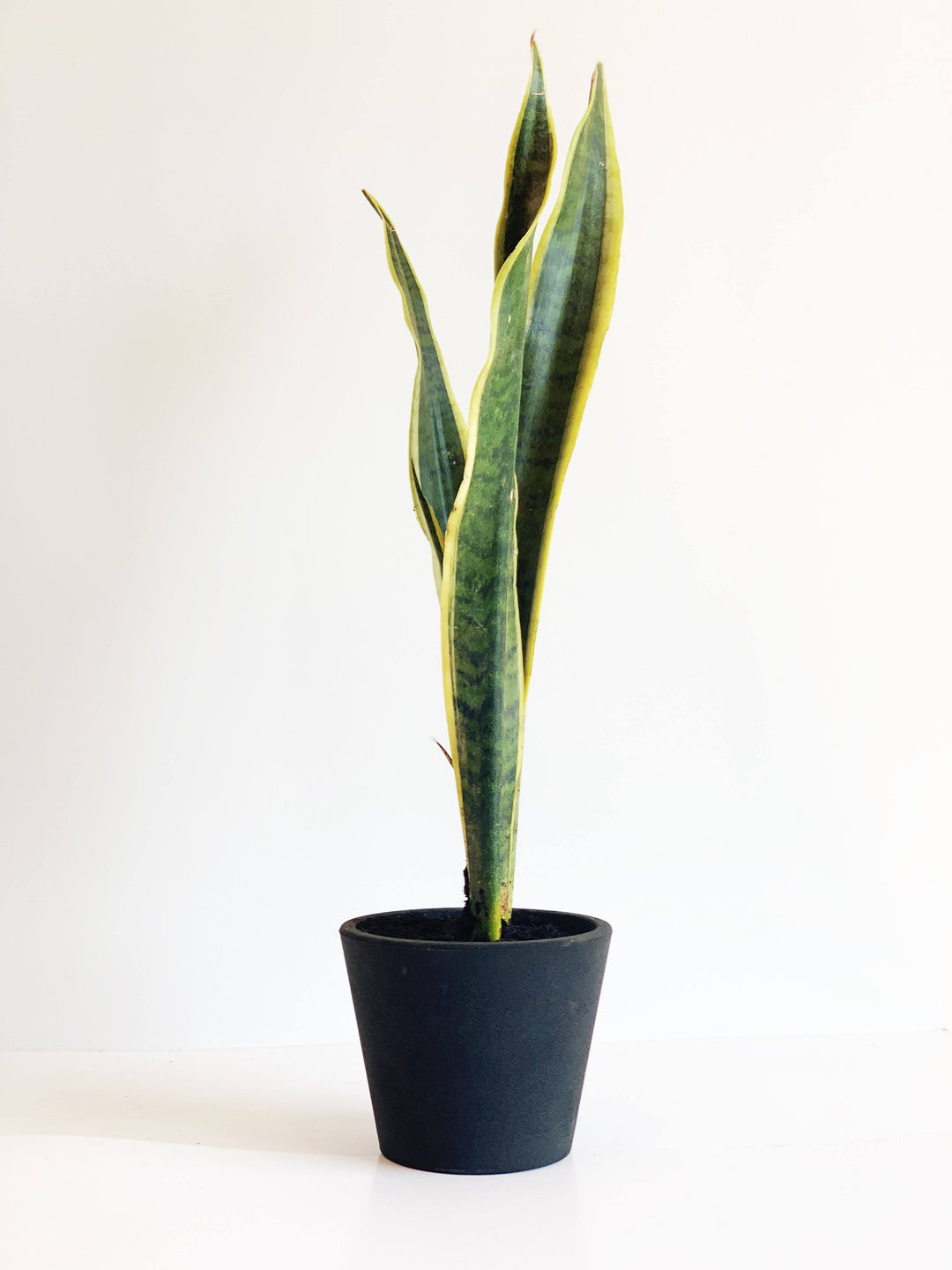 Baby Susan (Sansevieria) interior PlantMe Chile Arena 