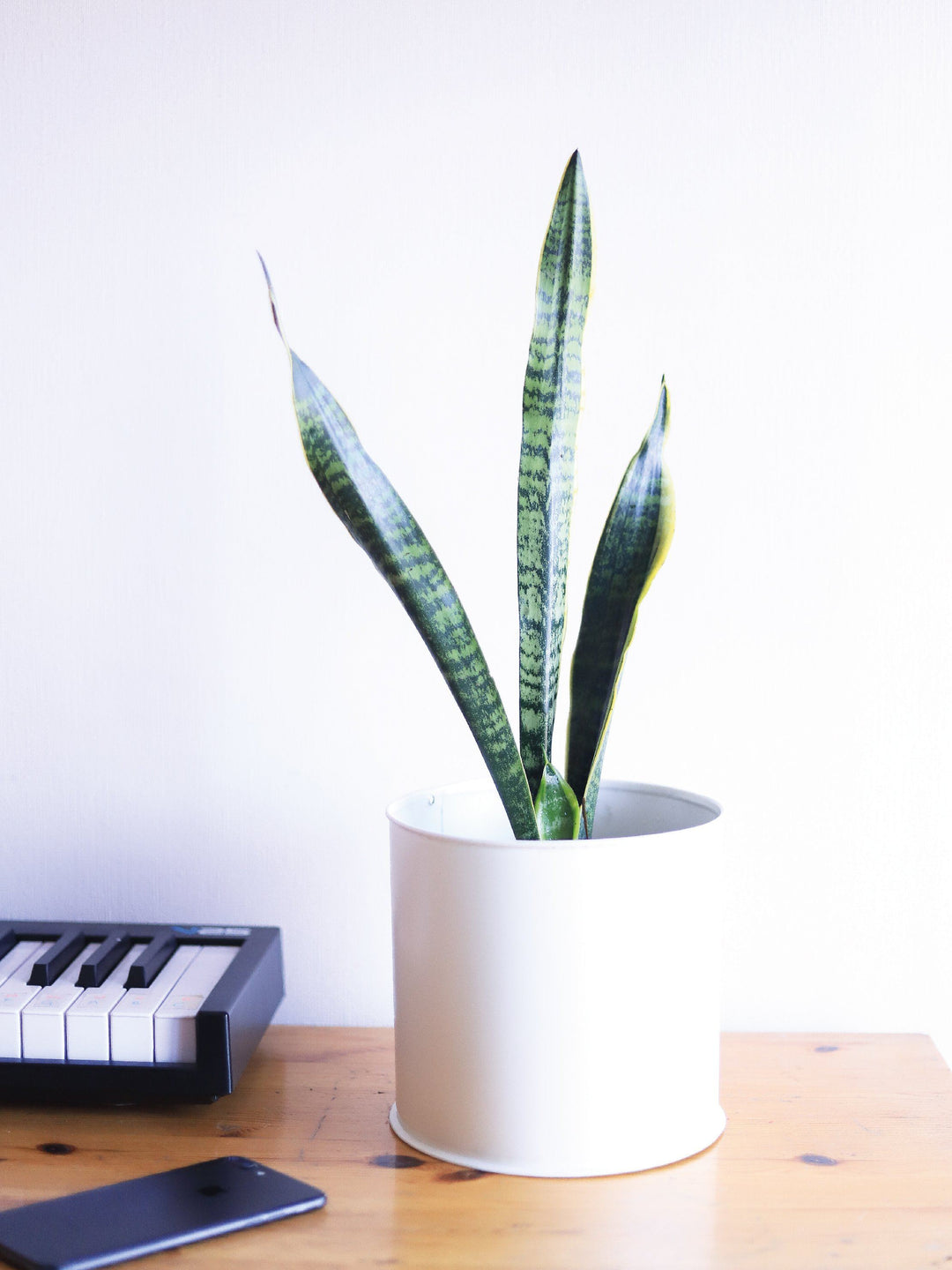 Baby Susan (Sansevieria) interior PlantMe Chile Metal M Blanco 