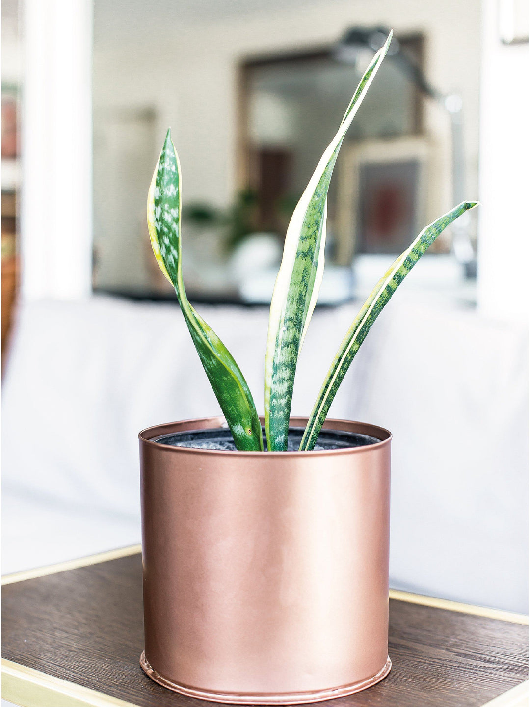 Baby Susan (Sansevieria) interior PlantMe Chile Metal M Cobre 