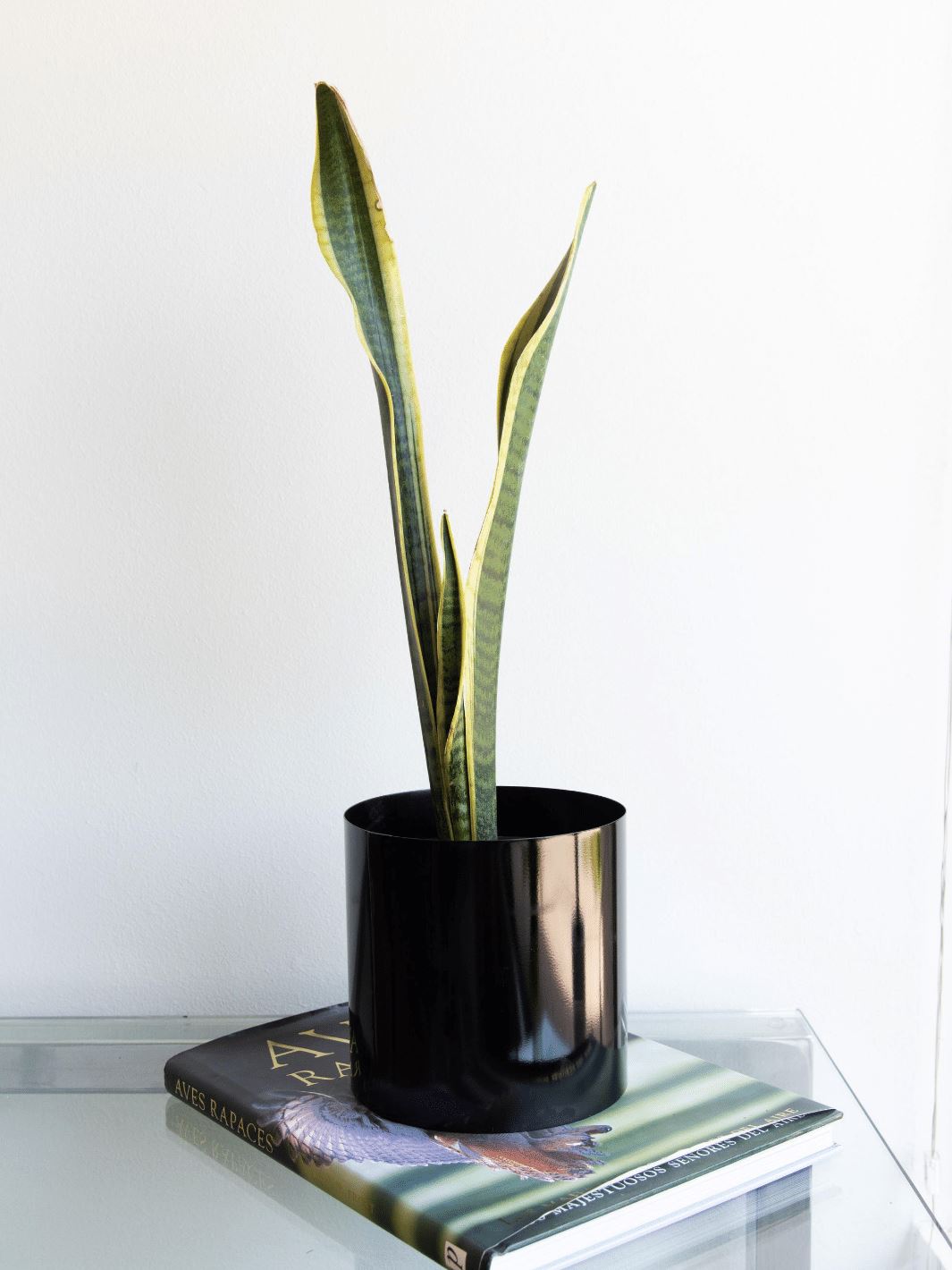 Baby Susan (Sansevieria) - PlantMe Chile