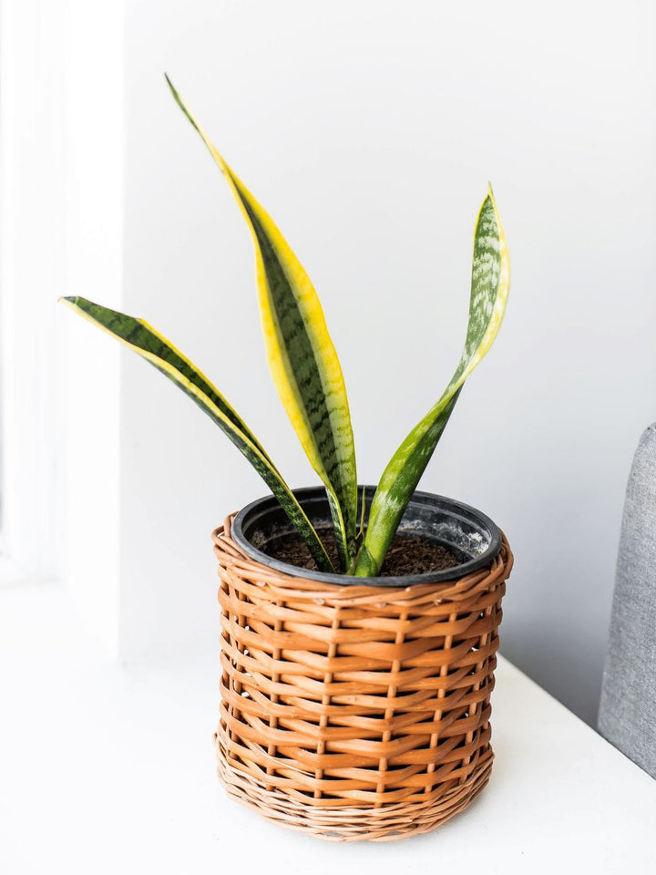 Baby Susan (Sansevieria) - PlantMe Chile