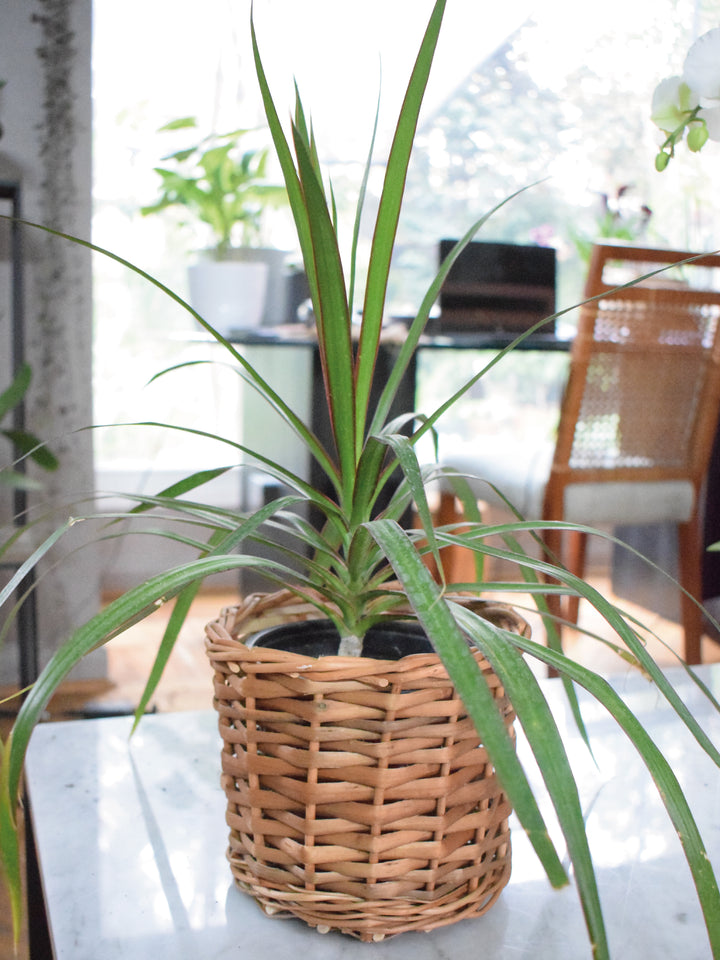 Baby Margaret (Dracena Marginata)