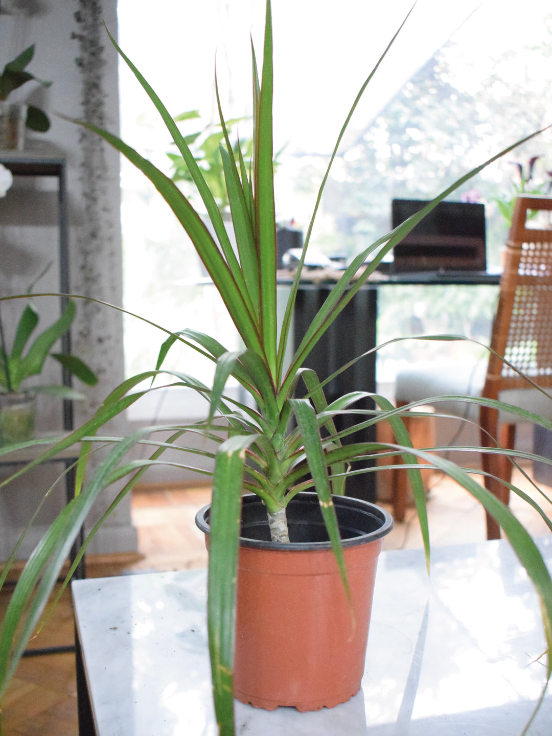 Baby Margaret (Dracena Marginata) - PlantMe Chile