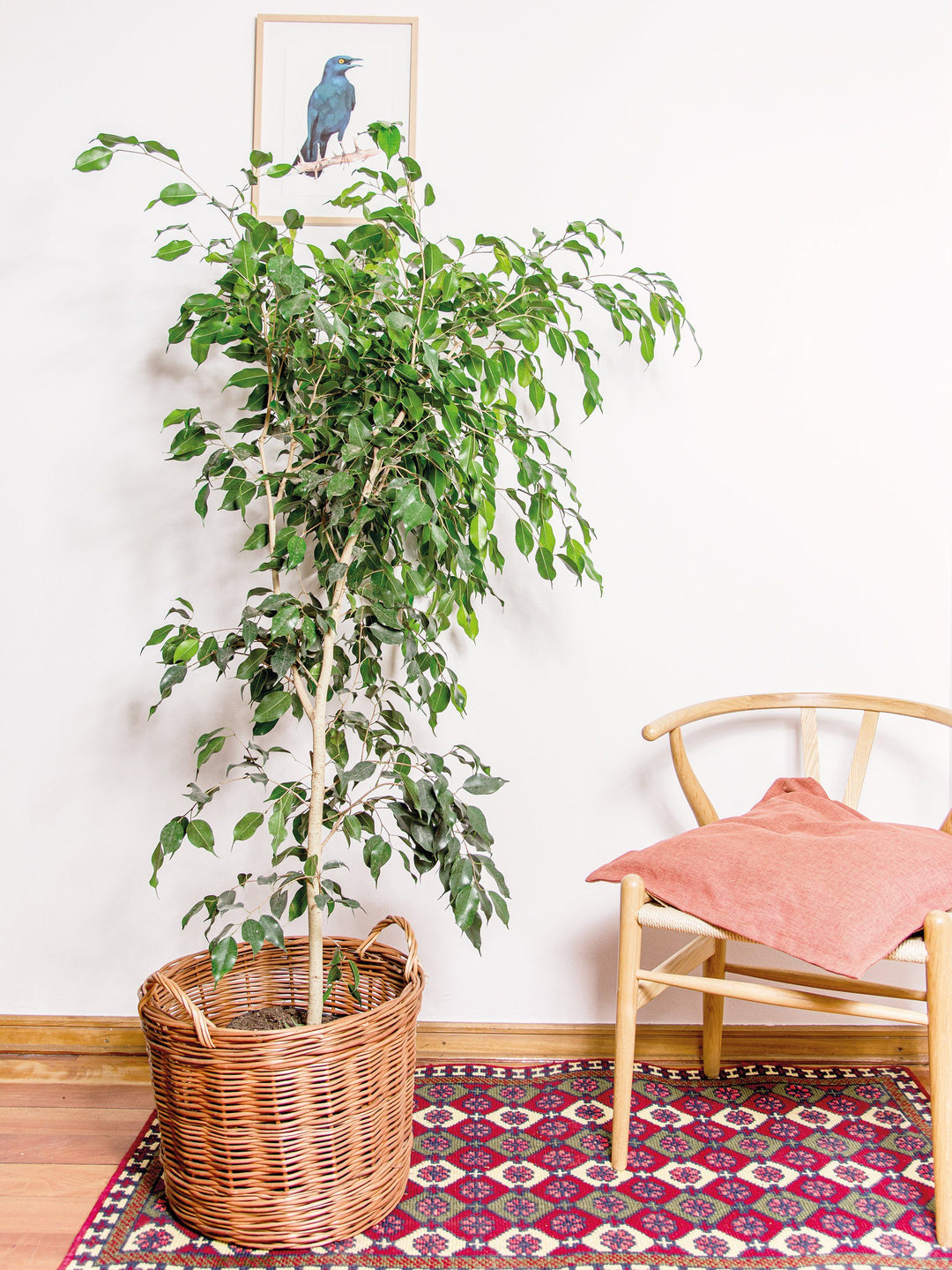 Bill (Ficus Benjamina) interior PlantMe Chile Mimbre XL 