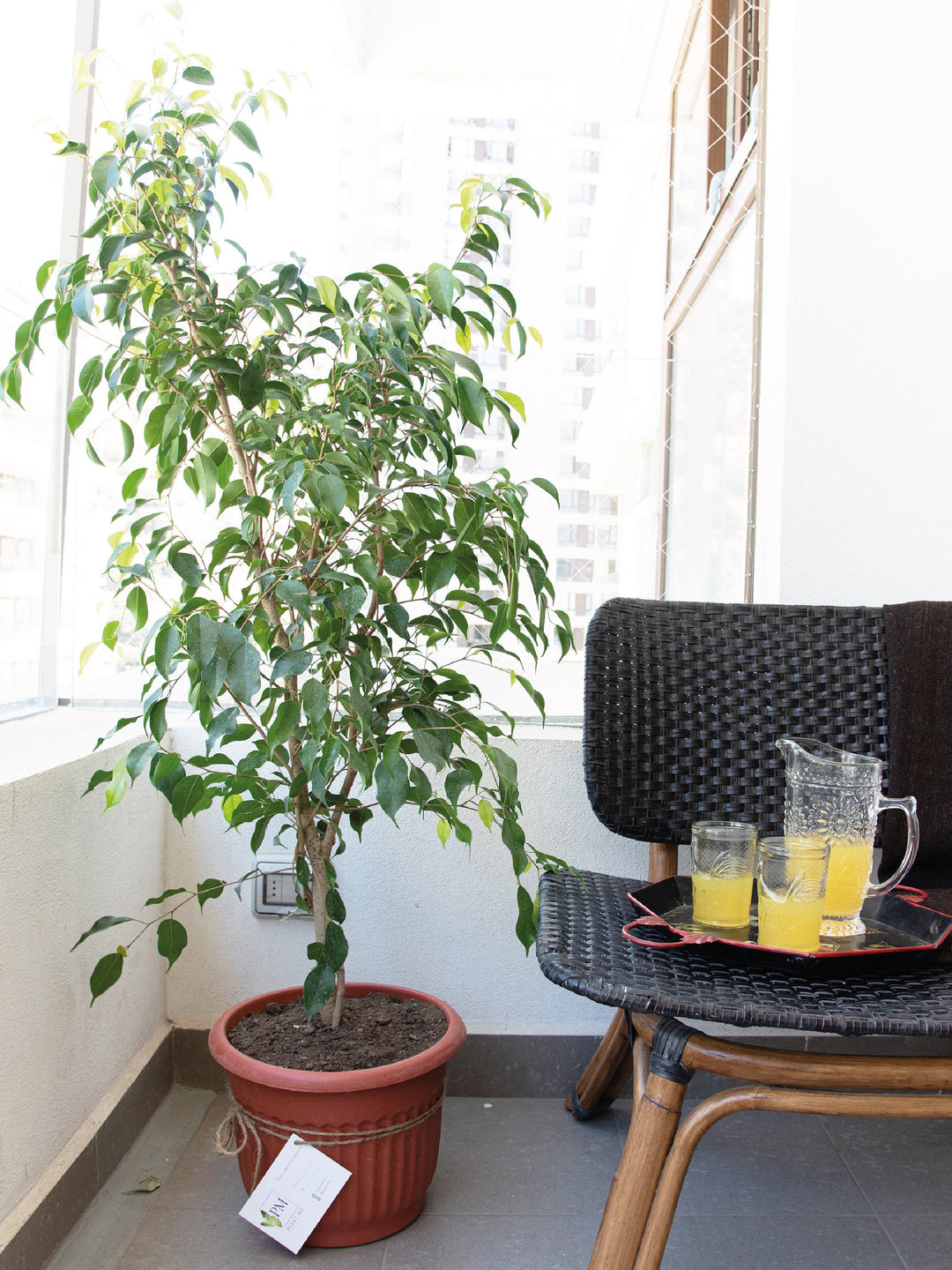 Bill (Ficus Benjamina) interior PlantMe Chile Plástico 