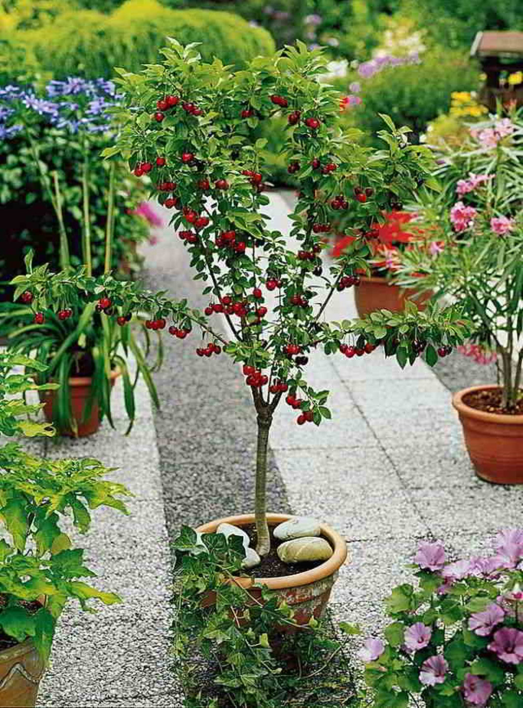 Cerezo (Prunus Avium) - Macetero Plástico