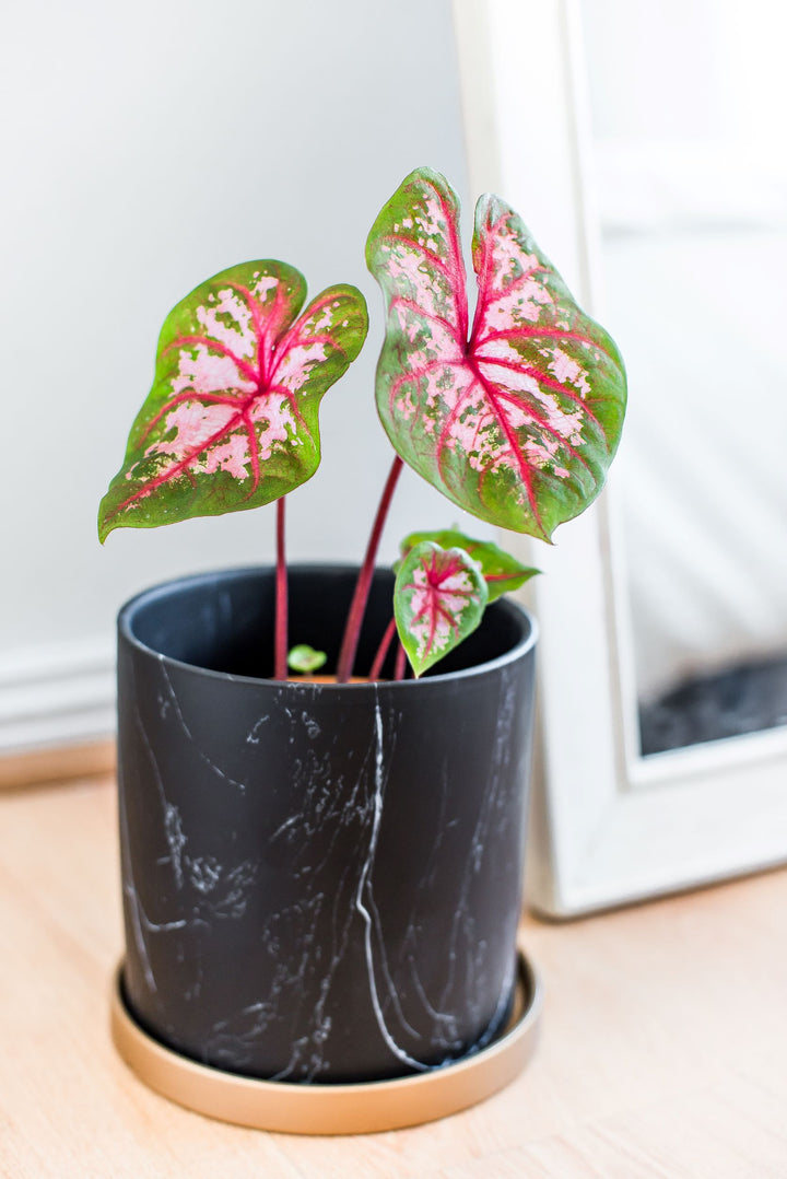 Chiara (Caladium Postman Joyner)