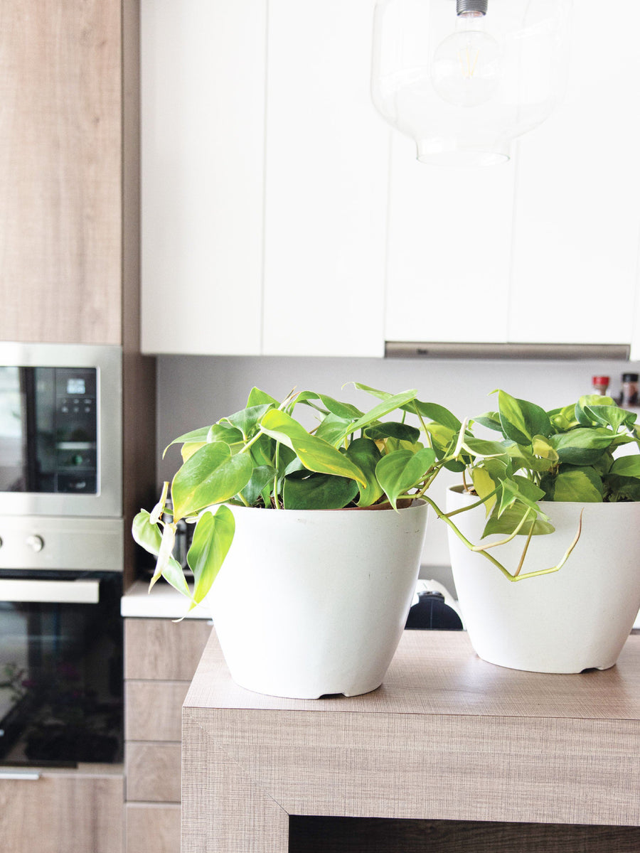 Colomba Verde (Philodendron Cordatum) interior PlantMe Chile Biodegradable 