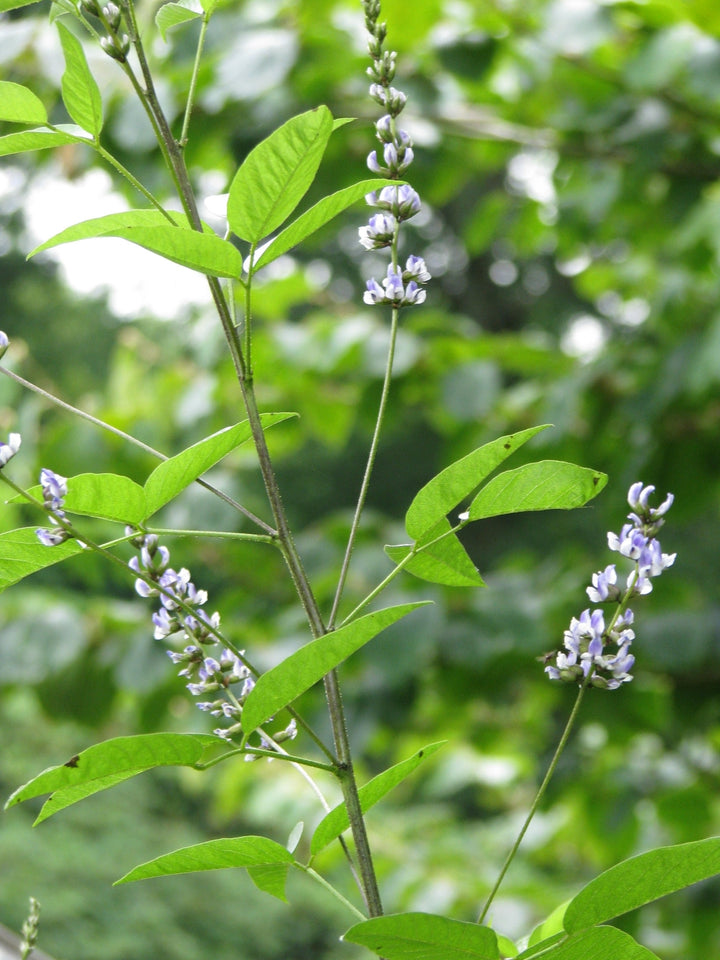 Culén (Psoralea glandulosa)