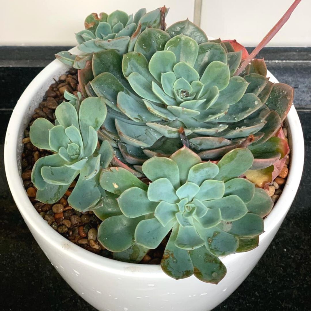 Echeveria Elegans - PlantMe Chile