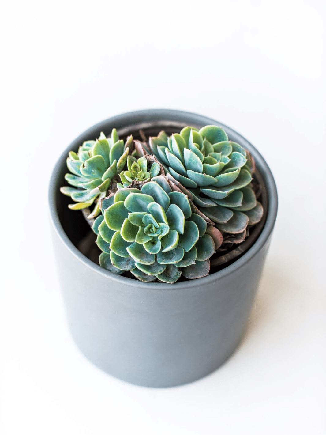 Echeveria Elegans - PlantMe Chile