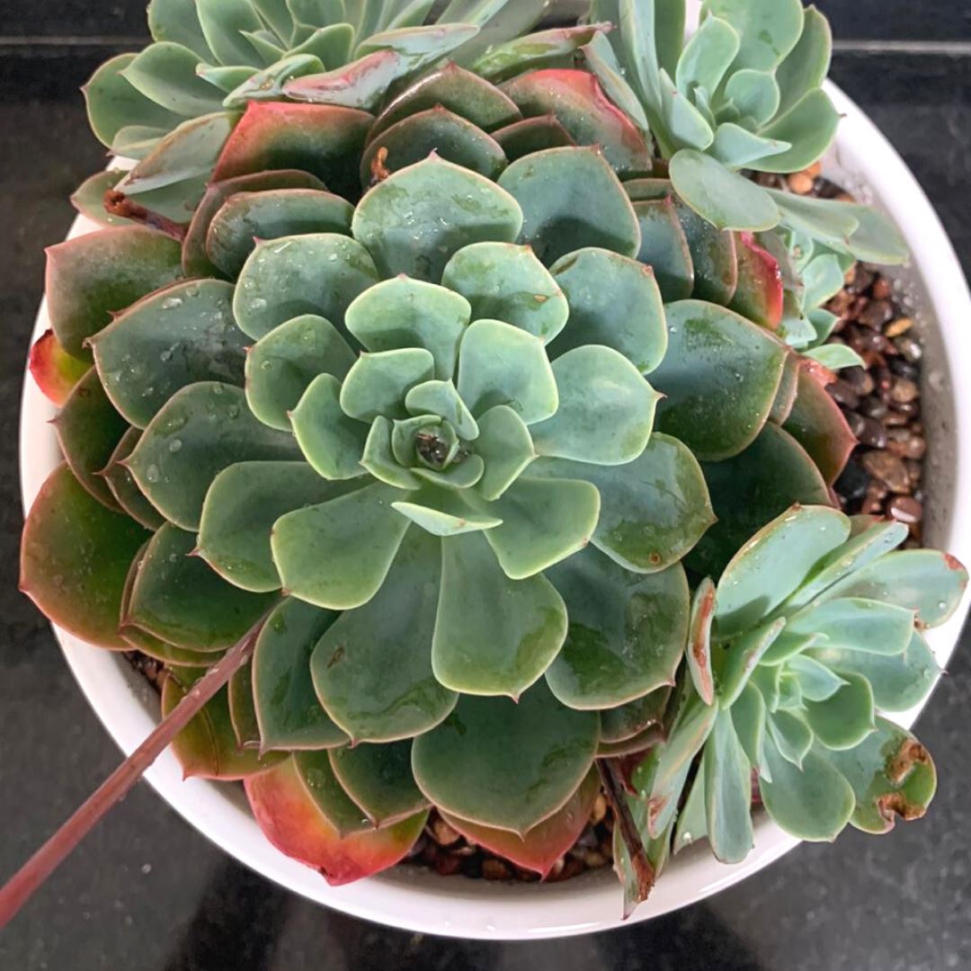 Echeveria Elegans - PlantMe Chile