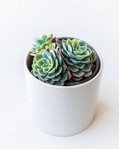 Echeveria Elegans