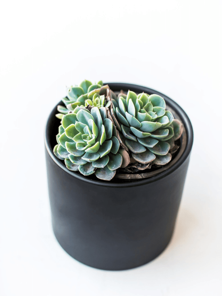 Echeveria Elegans - PlantMe Chile