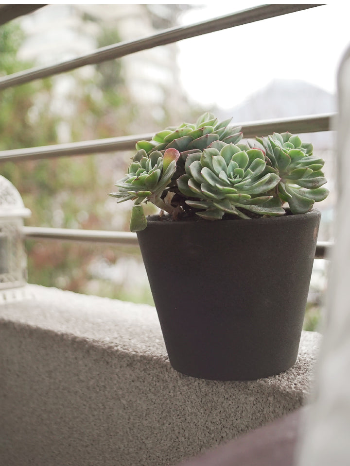 Echeveria Elegans - PlantMe Chile