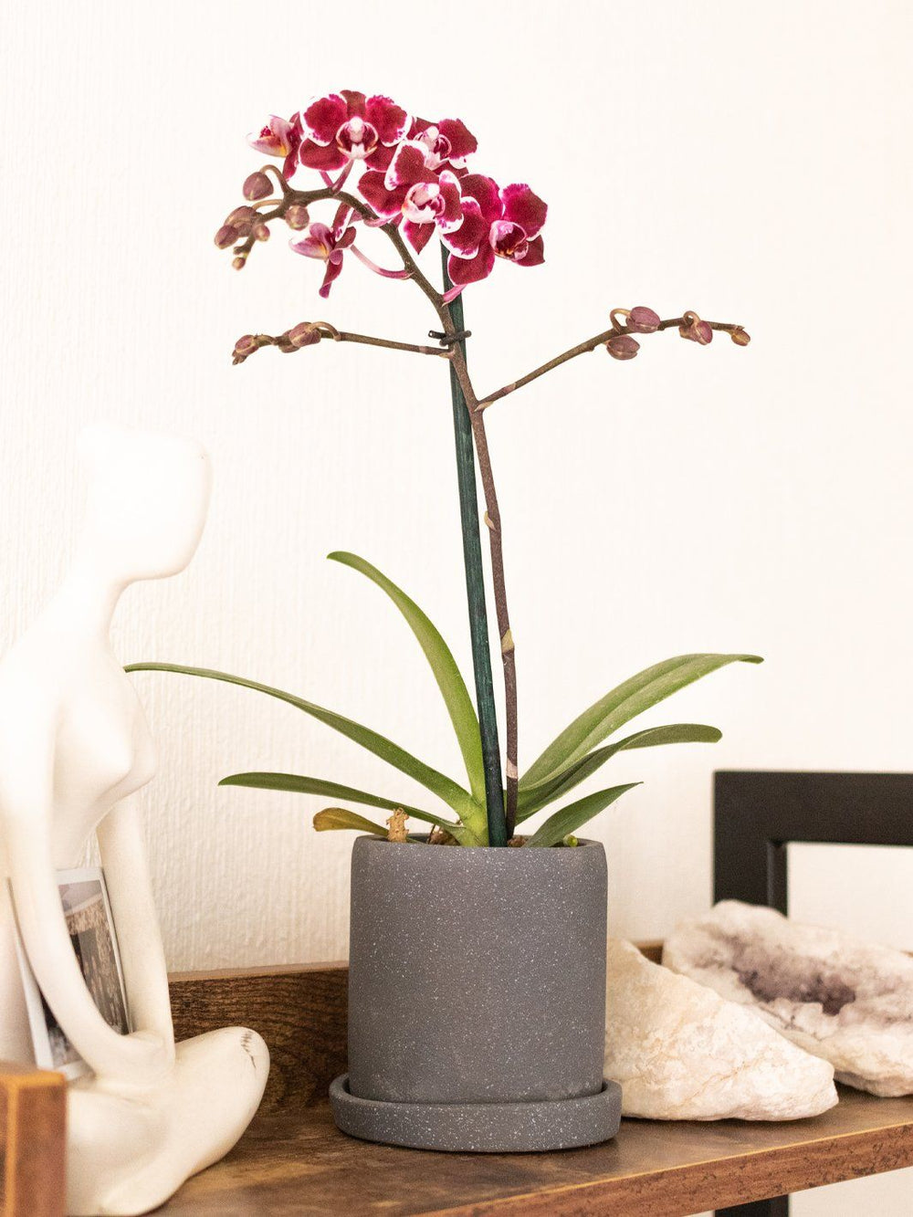 Ester Fucsia (Orquídea Chica) - PlantMe Chile