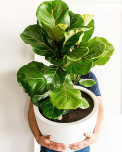 Fidel XL (Ficus Lyrata)