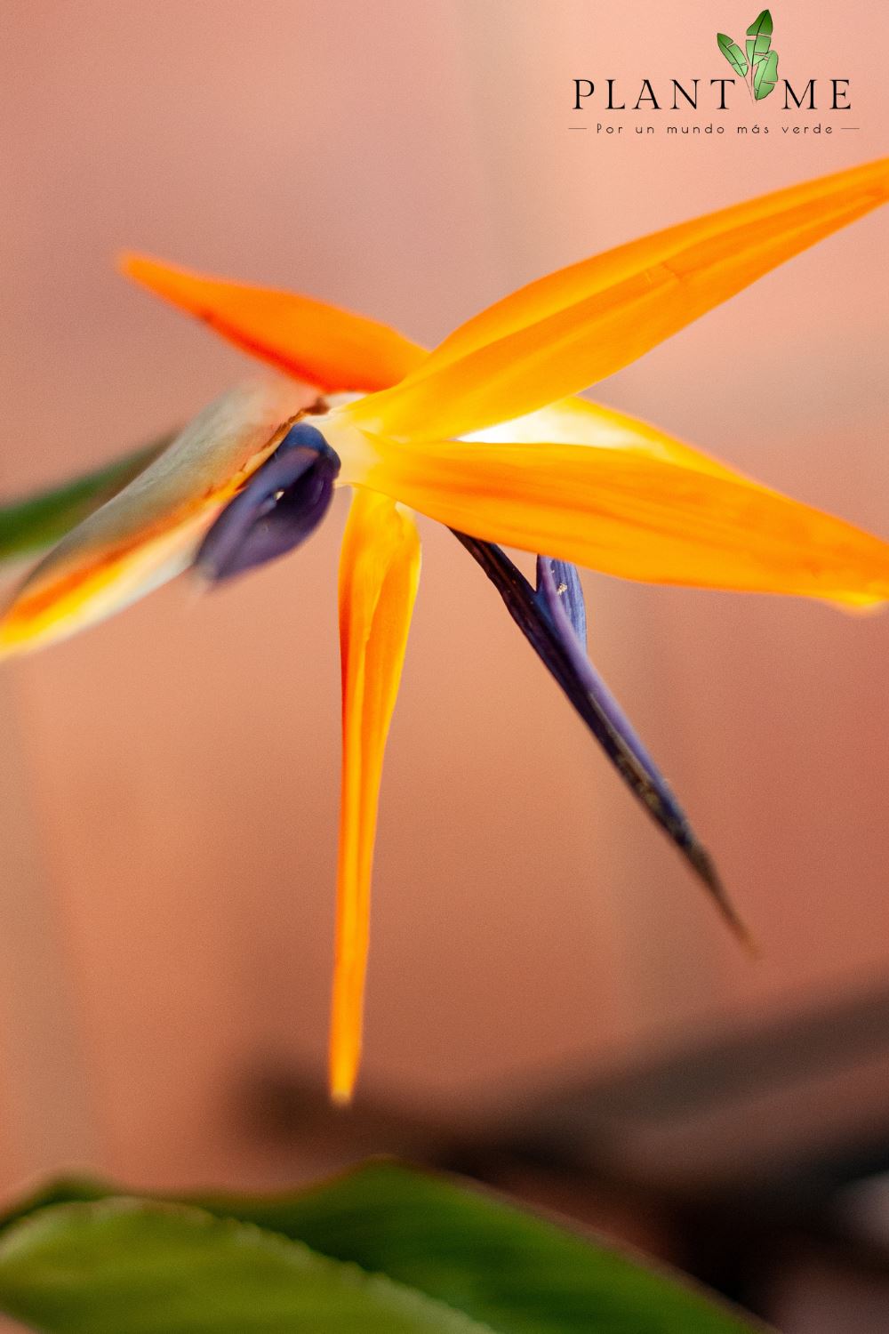 Flor Del Pájaro (Strelitzia Reginae) - PlantMe Chile