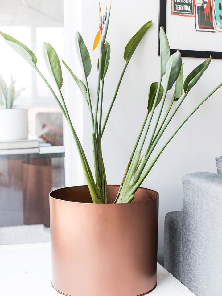 Flor Del Pájaro (Strelitzia Reginae) - PlantMe Chile