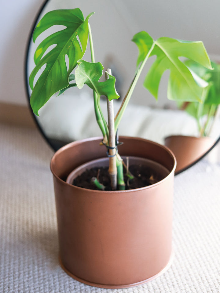 Mariana L (Monstera Deliciosa)