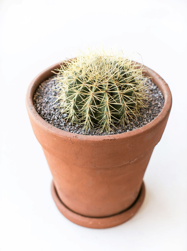 Piraña (Echinocactus Grusonii) - PlantMe Chile