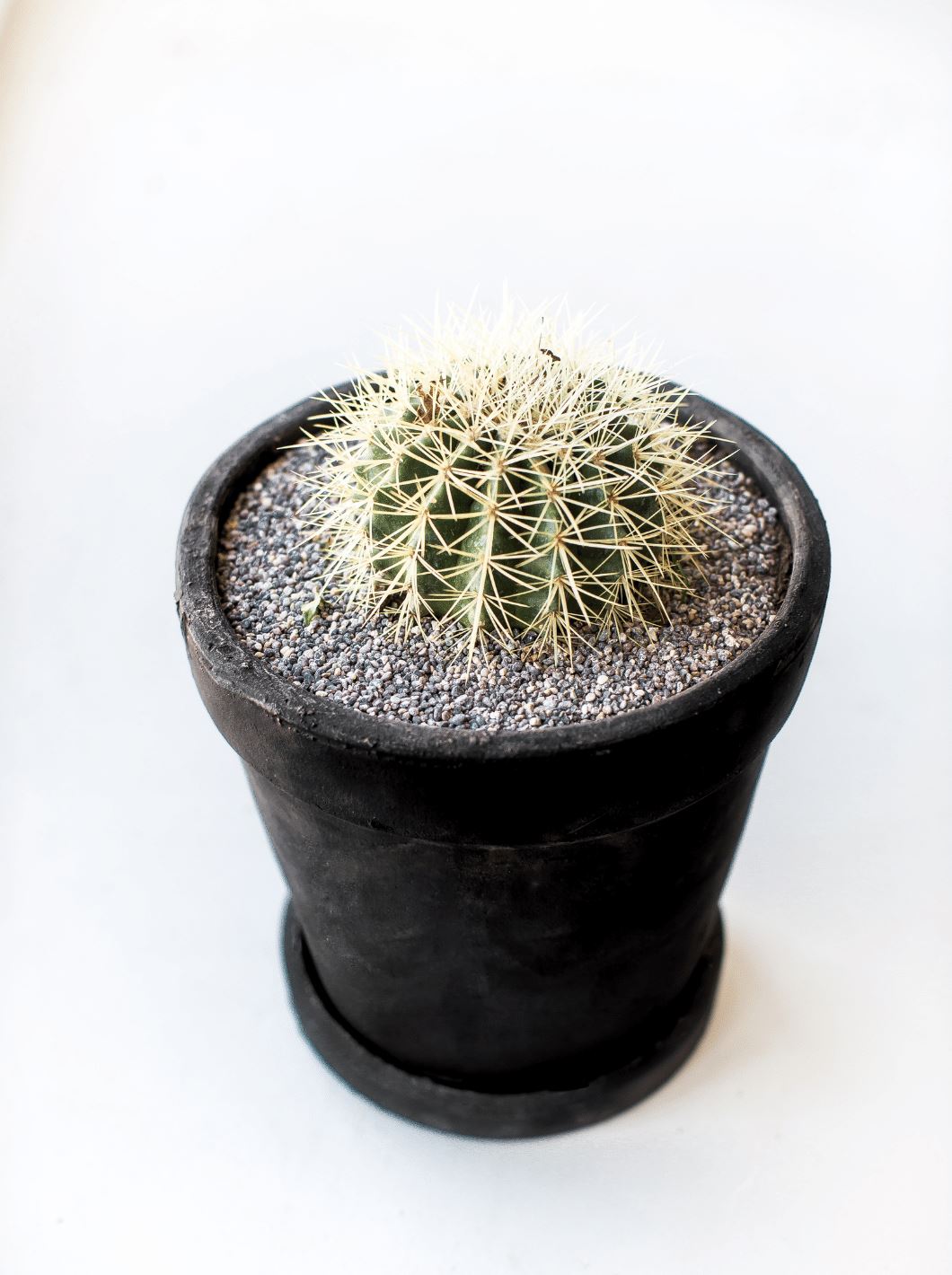 Piraña (Echinocactus Grusonii) - PlantMe Chile