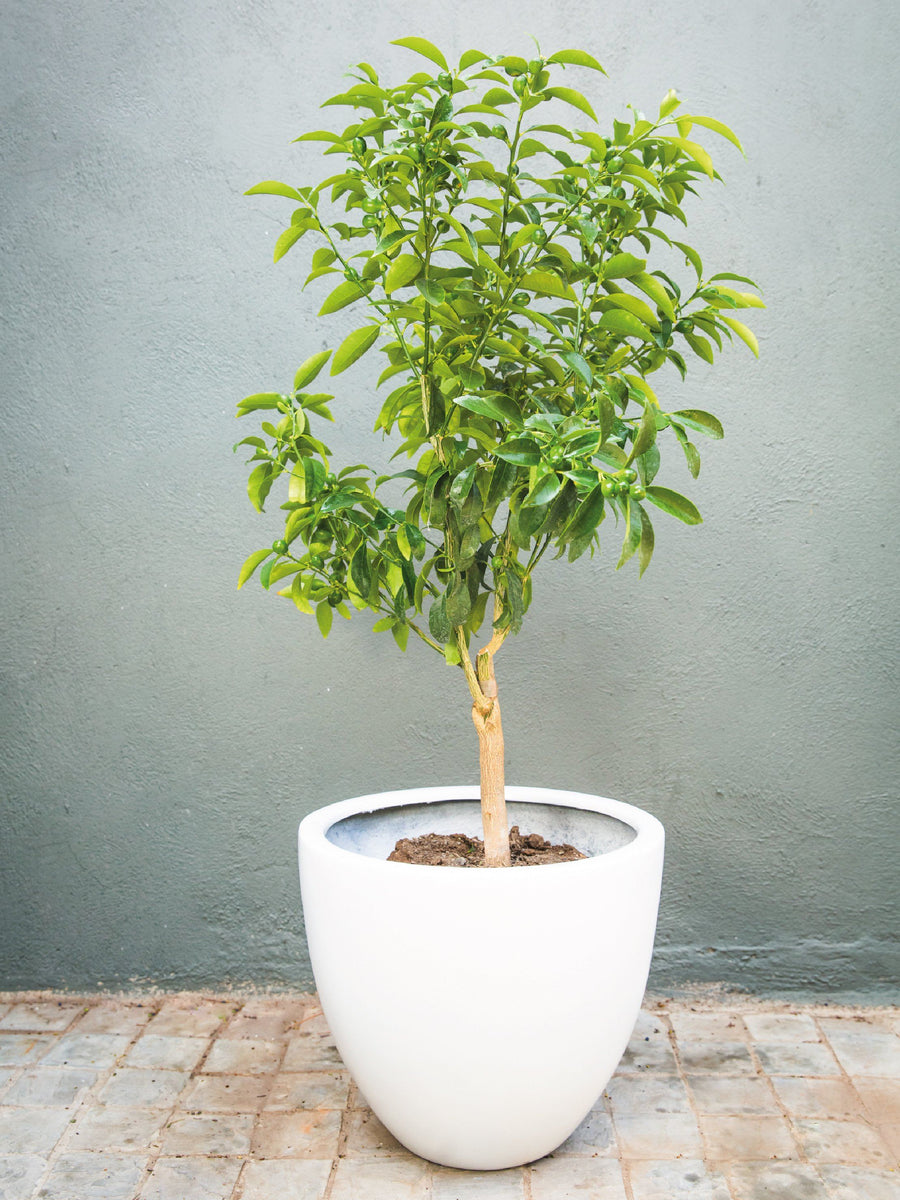 Karin (Kumquat) PlantMe Chile Autorregante XL Blanco 