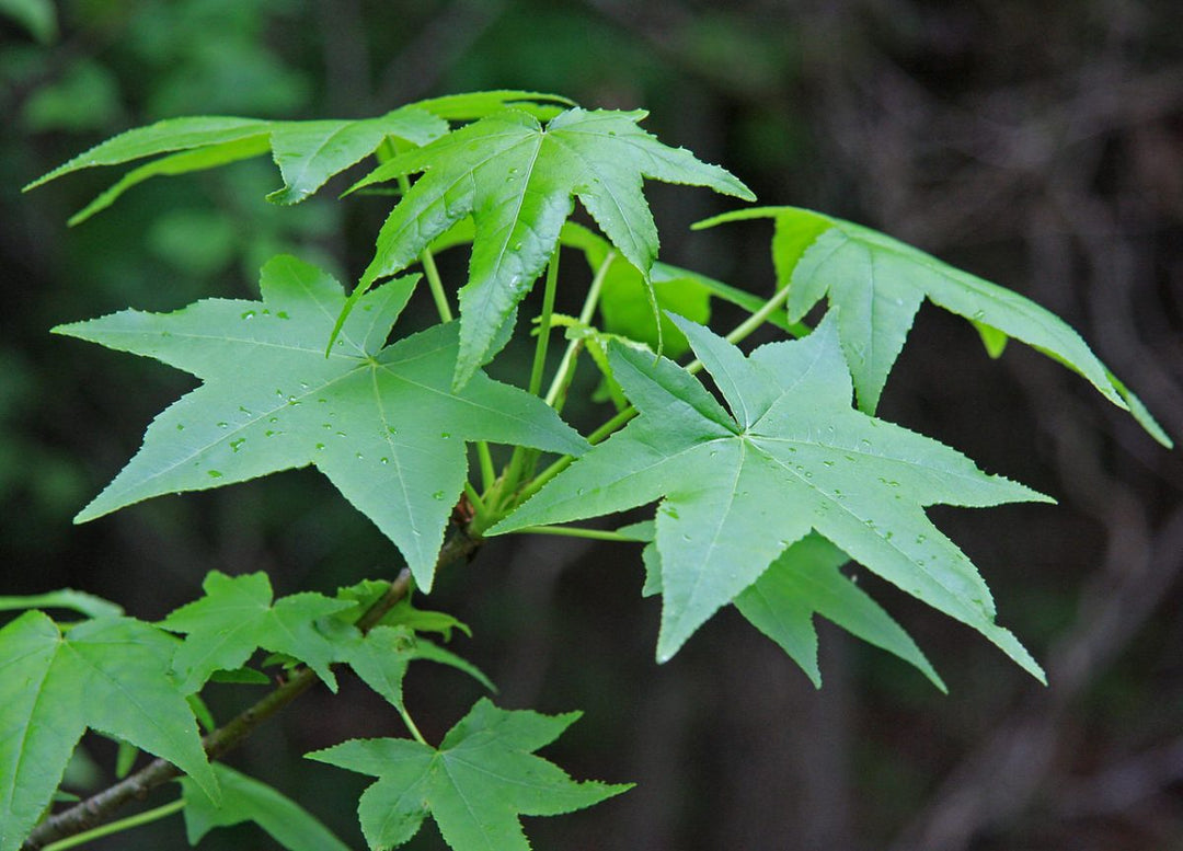 Bonsai Liquidambar 1983