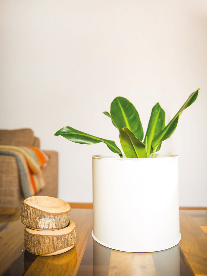 Lucas L (Longifolio) interior PlantMe Chile 