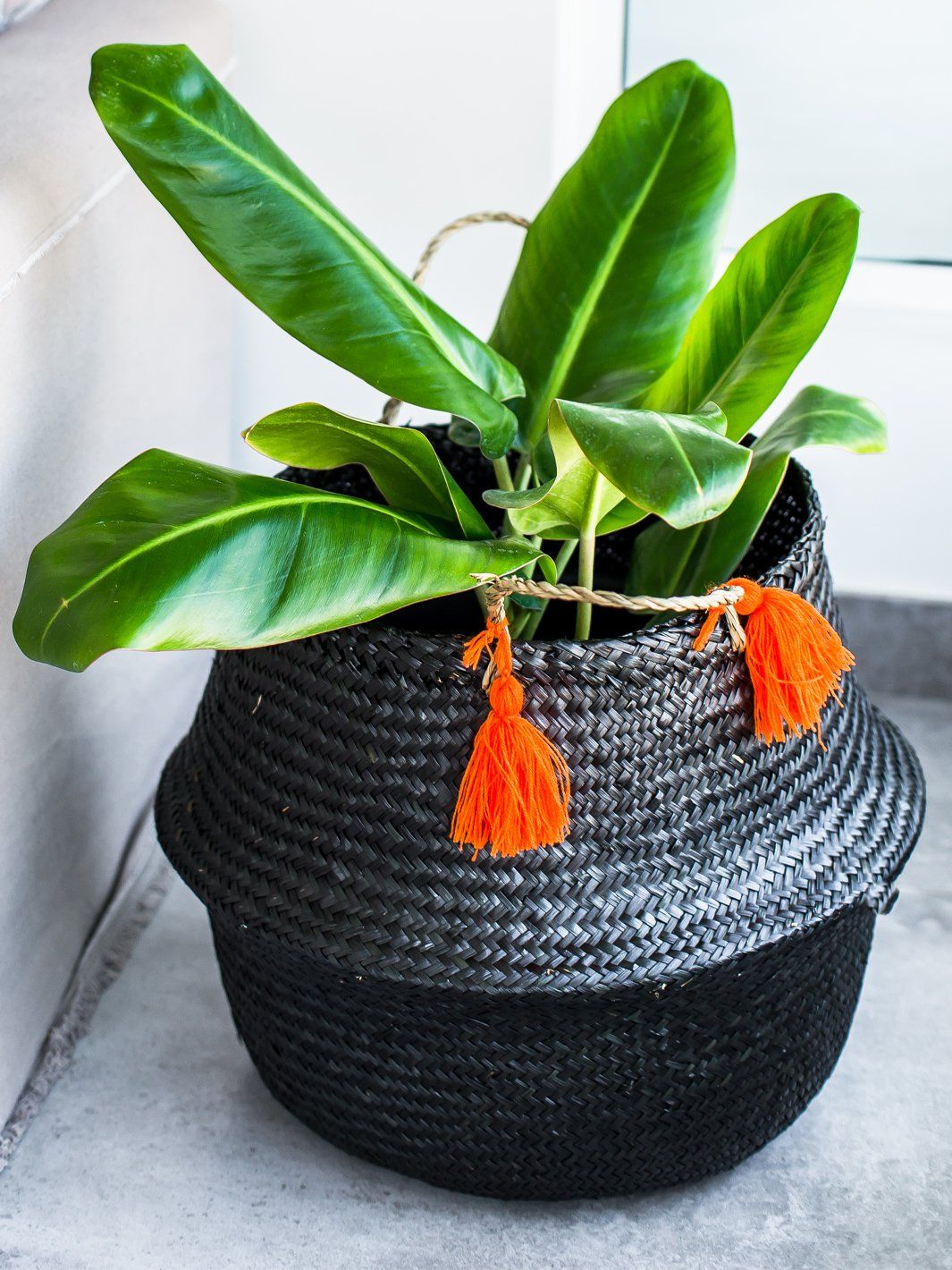 Lucas L (Longifolio) - PlantMe Chile