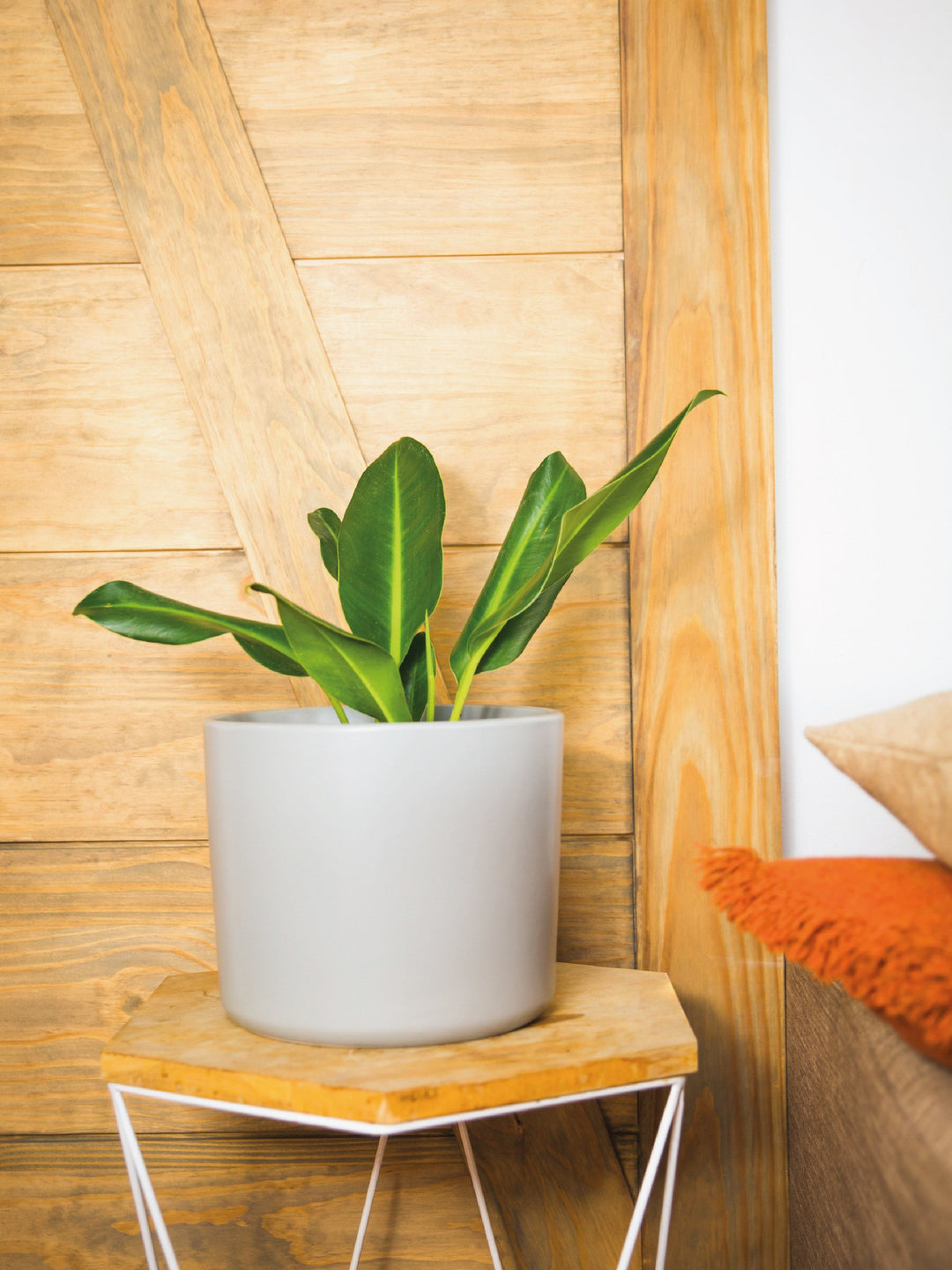 Lucas L (Longifolio) interior PlantMe Chile Danes L Gris 
