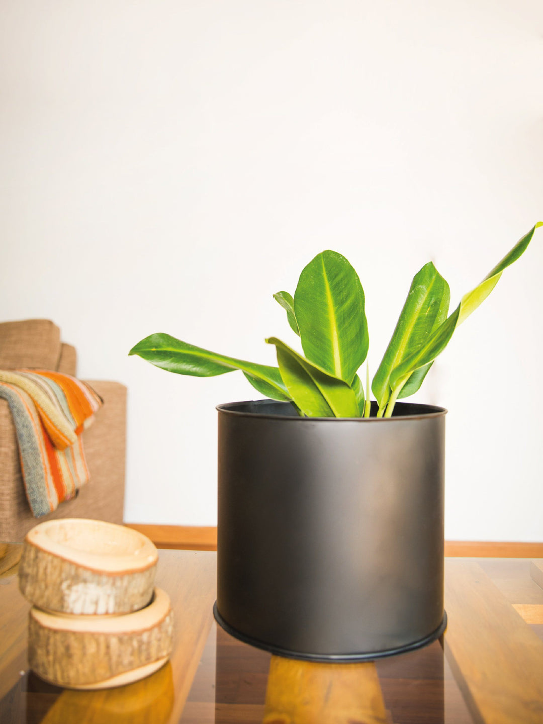Lucas L (Longifolio) interior PlantMe Chile Metal L Negro 