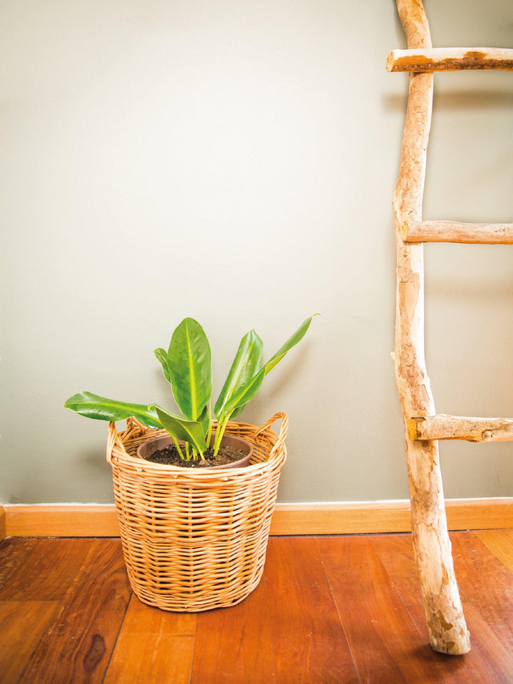 Lucas L (Longifolio) interior PlantMe Chile Mimbre L 