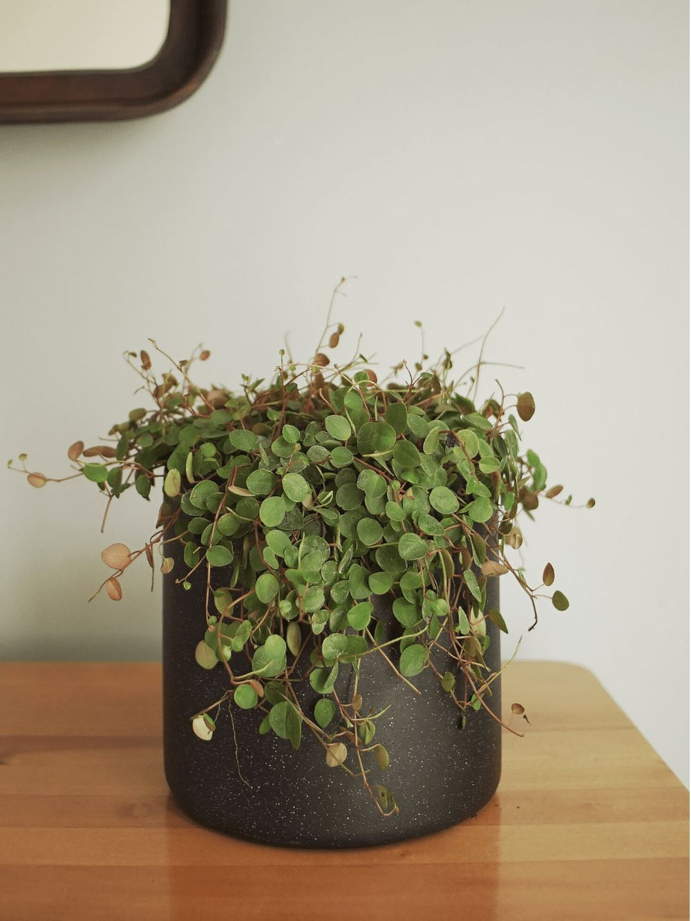 Lucía (Peperomia Pepperspot) - PlantMe Chile