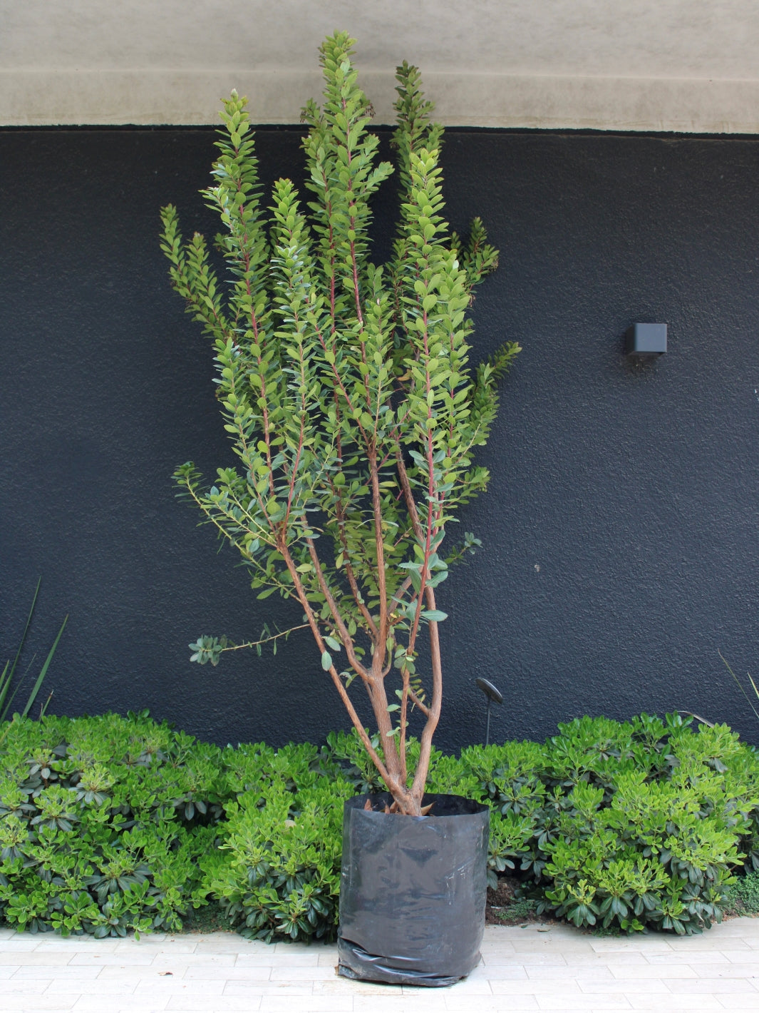 Madroño (Arbutus Unedo) | Planta a Domicilio | Planta de Exterior ...