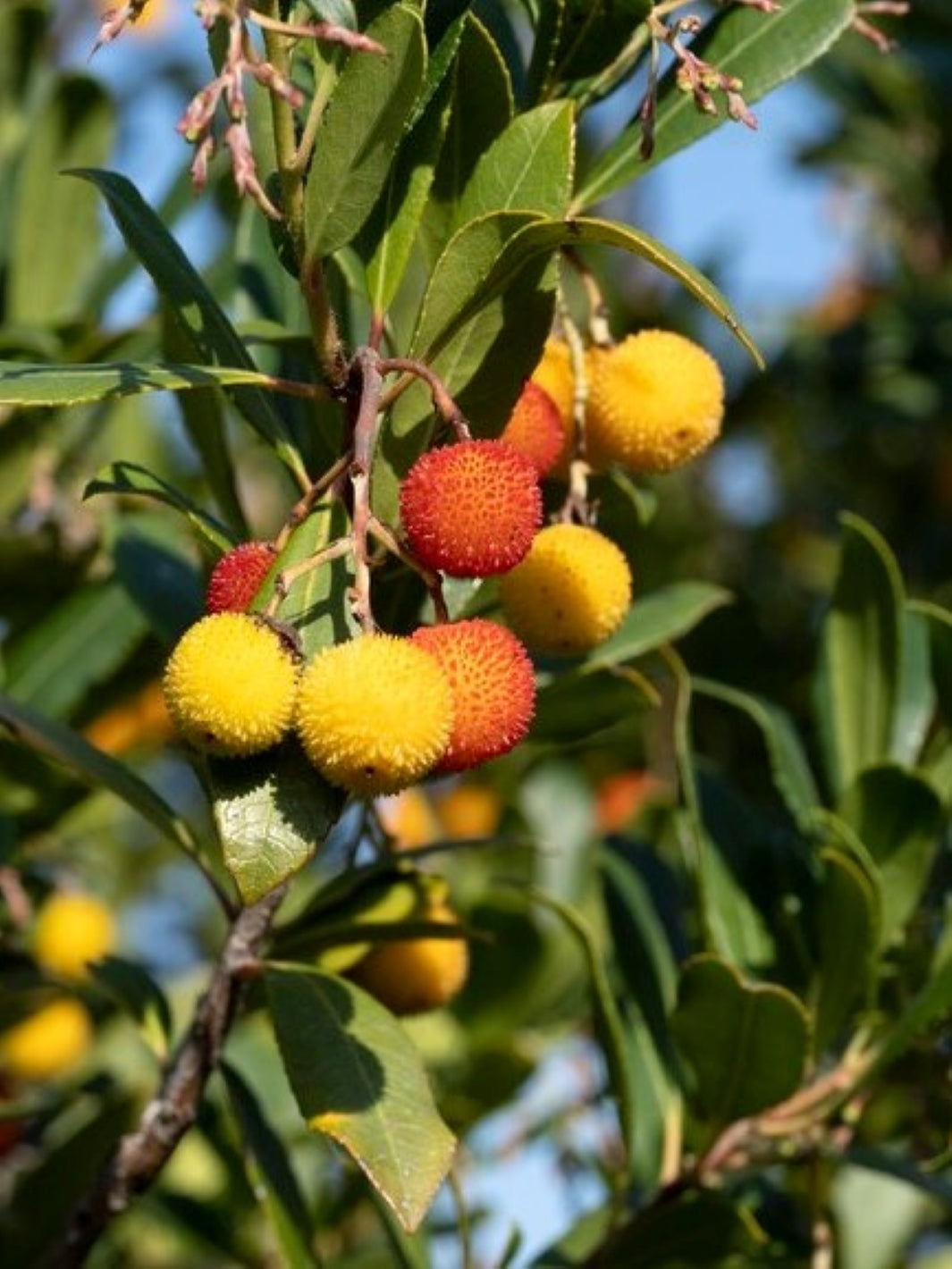 Madroño (Arbutus Unedo)