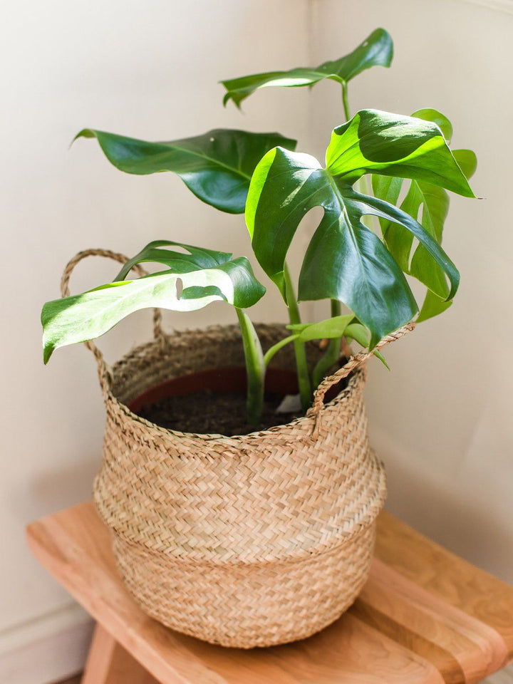 Mariana L (Philodendron Monstera) - PlantMe Chile