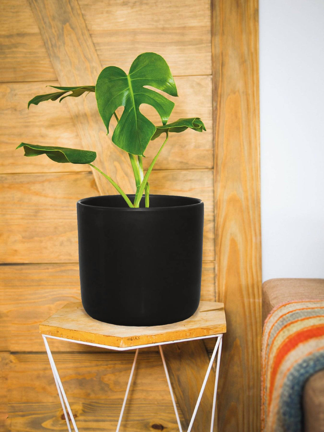 Mariana L (Monstera Deliciosa)