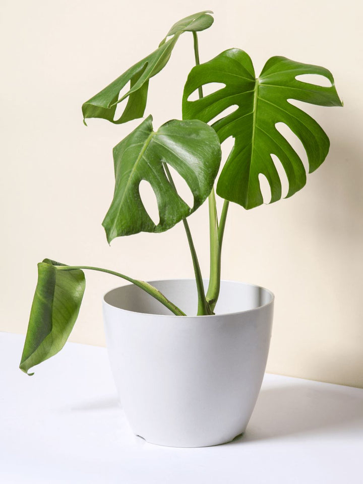 Mariana L (Philodendron Monstera) - PlantMe Chile