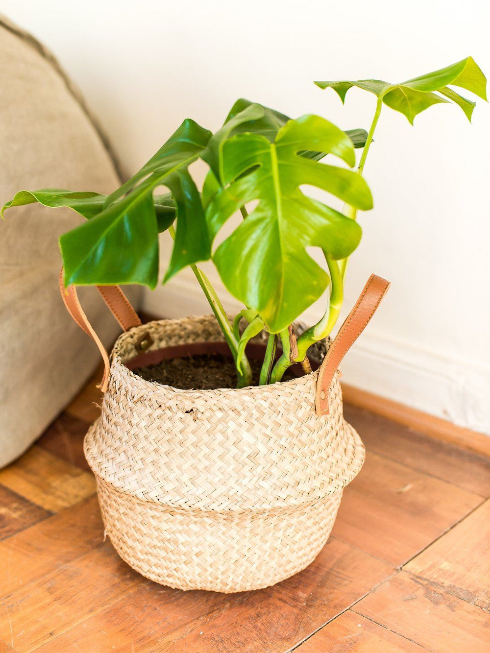 Mariana L (Philodendron Monstera) - PlantMe Chile